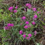 Oxytropis floribunda. Цветущее растение. Казахстан, Восточно-Казахстанская область; Западный Алтай, скл. Ульбинского хребта, окр. с. Ушановское. 02.05.2012.