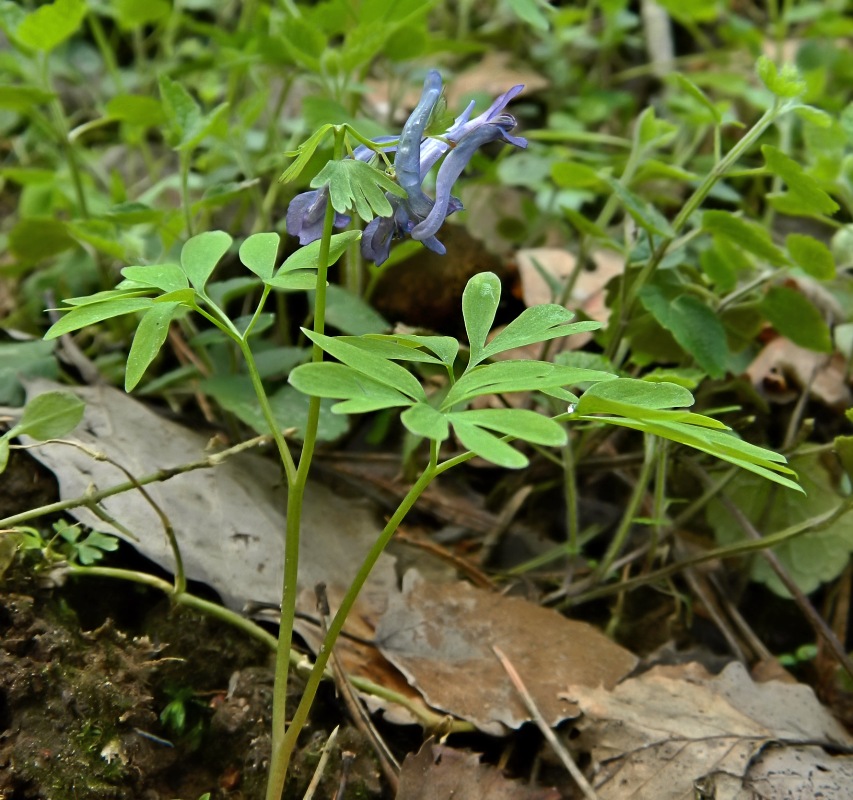 Image of Corydalis solida specimen.