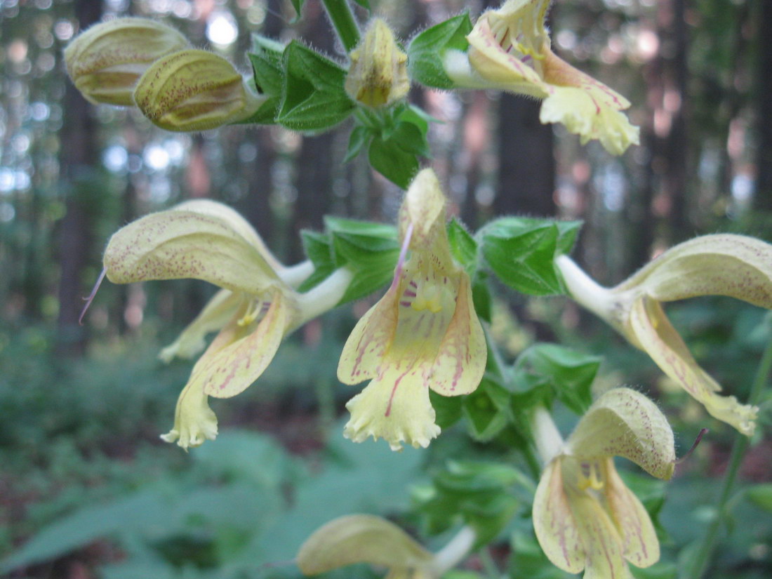 Image of Salvia glutinosa specimen.