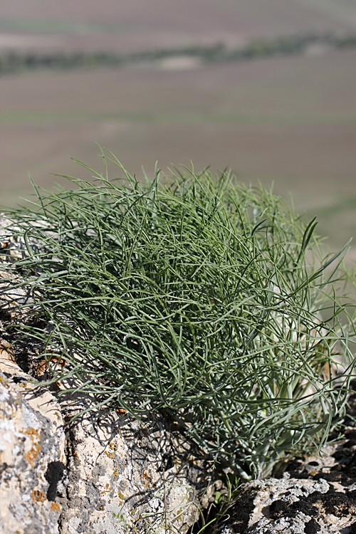 Изображение особи Ferula leucographa.