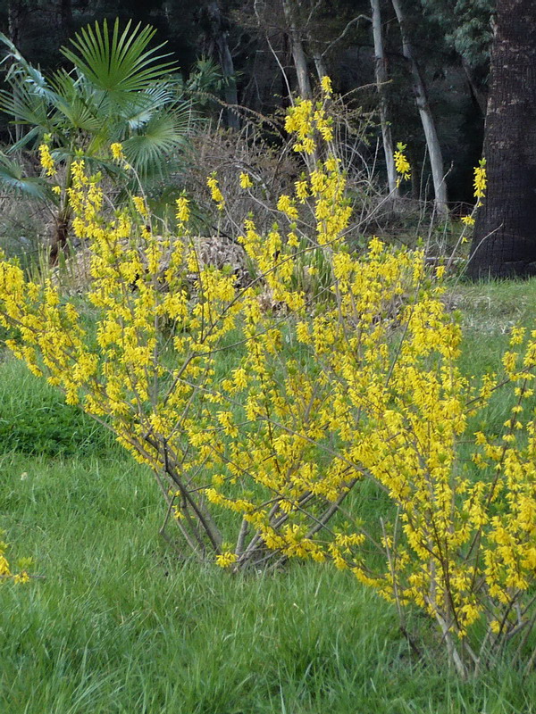 Image of Forsythia &times; intermedia specimen.