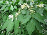 Lonicera maackii