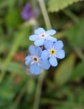 Myosotis asiatica