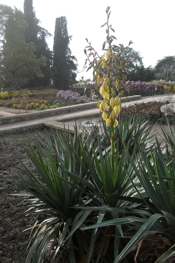 Image of Yucca gloriosa specimen.