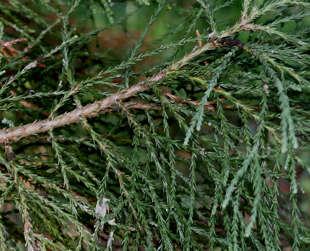 Image of Sequoiadendron giganteum specimen.