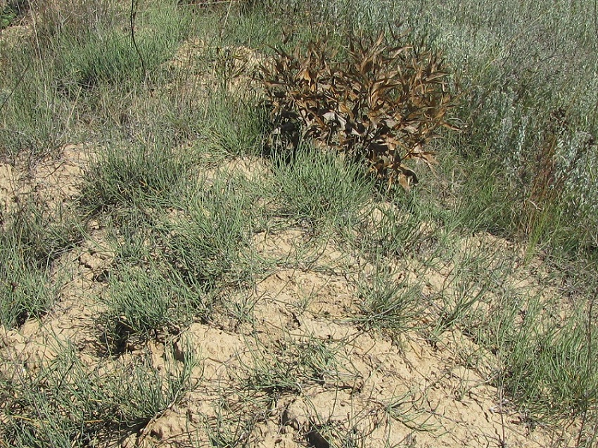 Image of Ephedra distachya specimen.