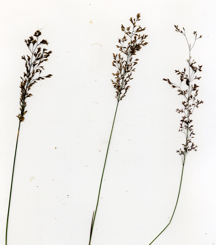 Image of Agrostis tenuis specimen.