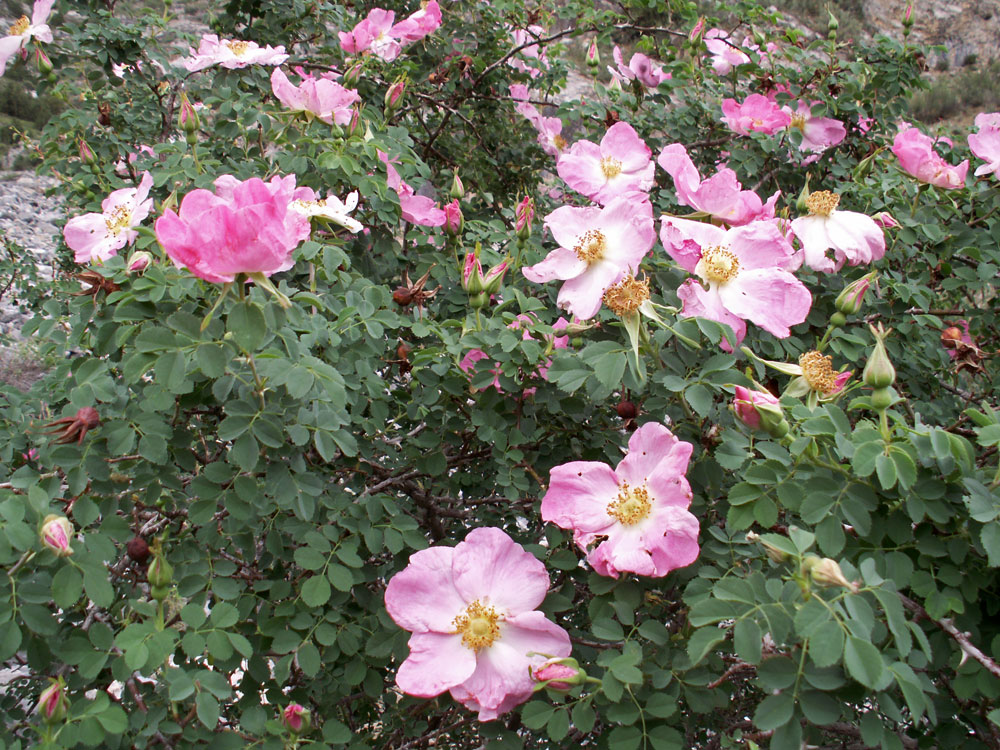 Image of Rosa webbiana specimen.