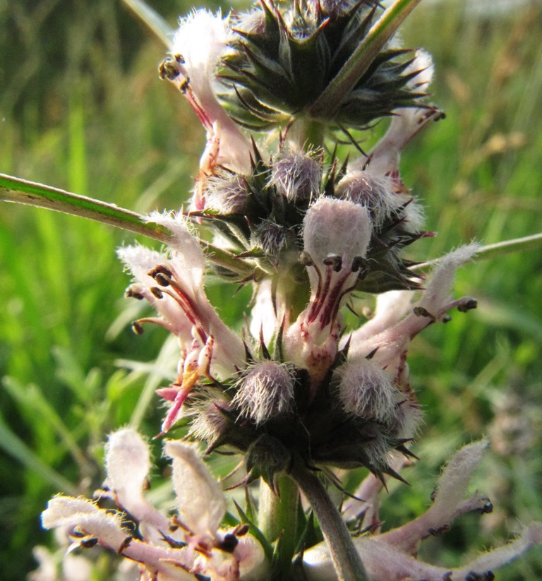 Изображение особи Leonurus deminutus.