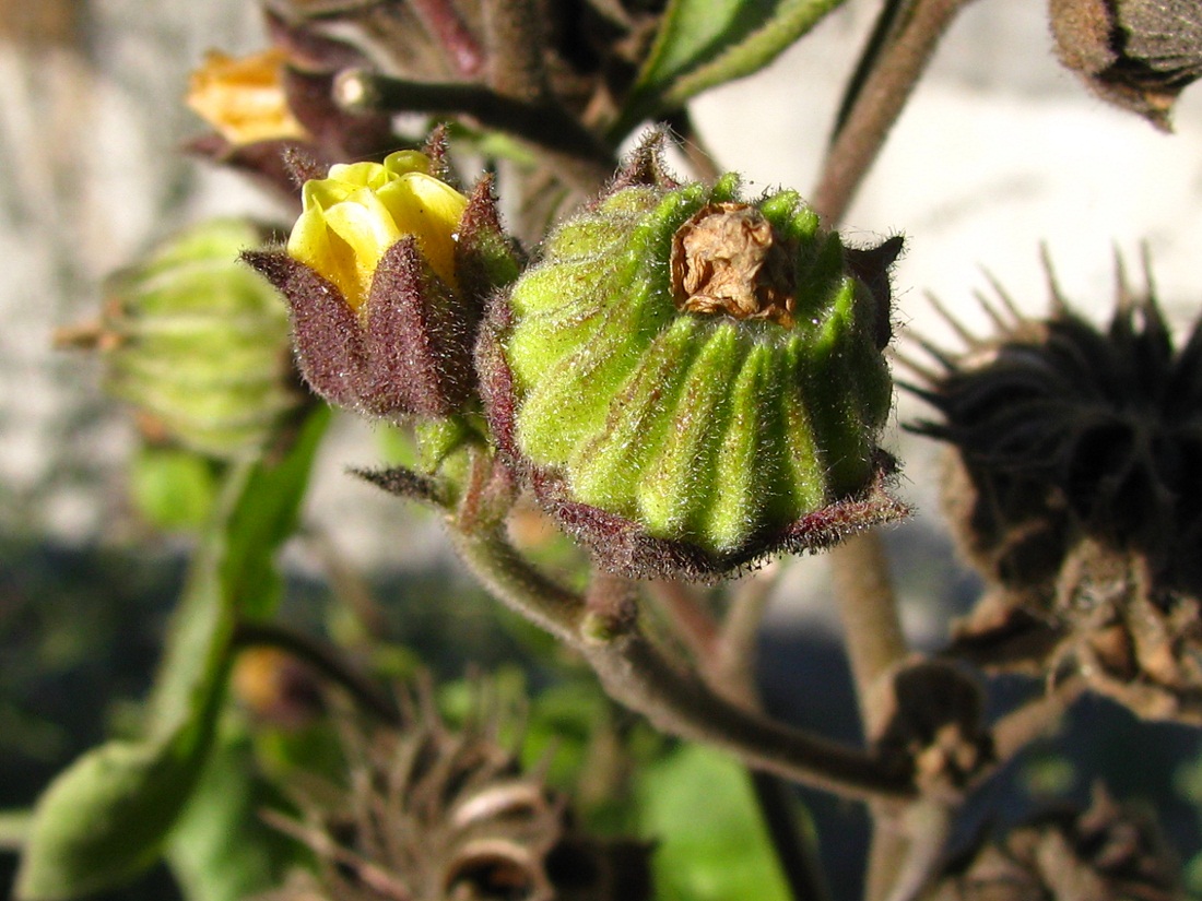 Image of Abutilon theophrasti specimen.