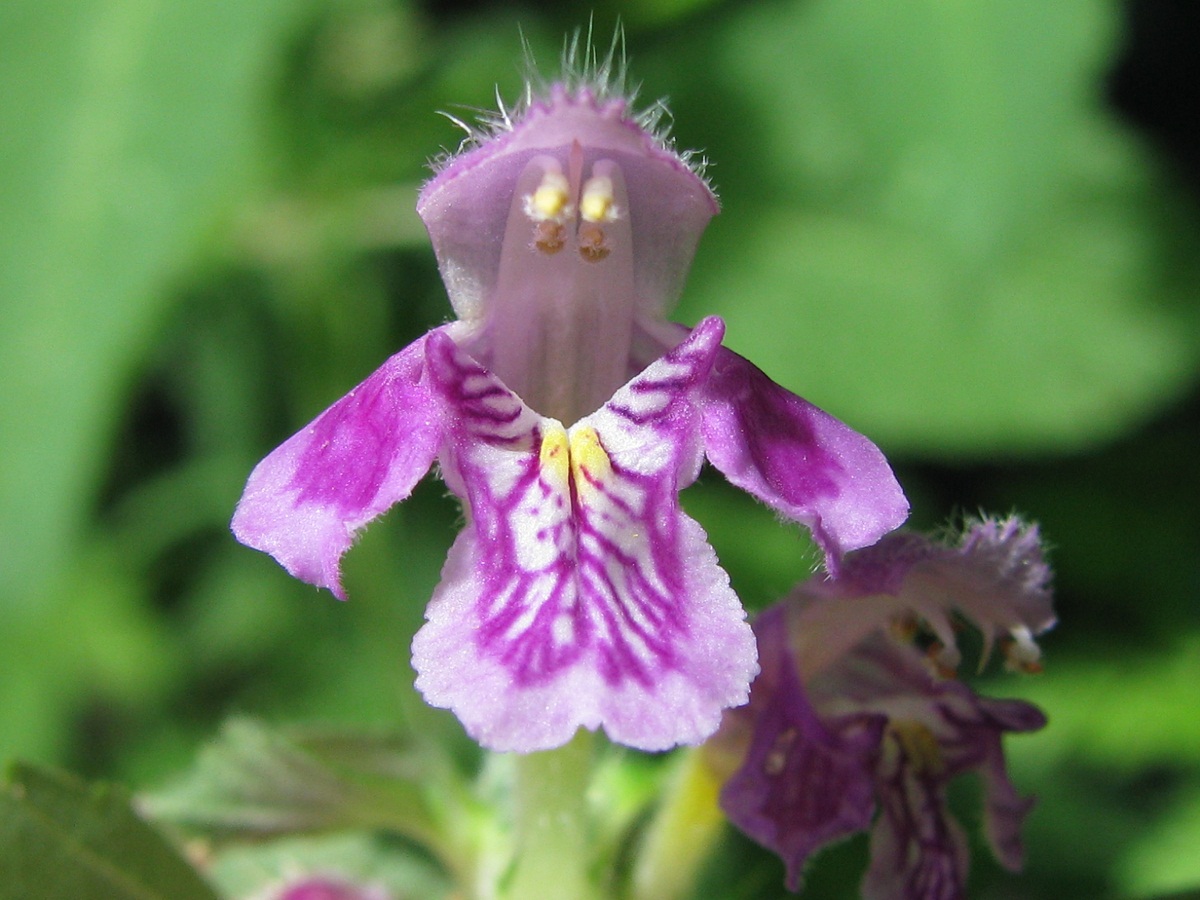 Image of Galeopsis pubescens specimen.