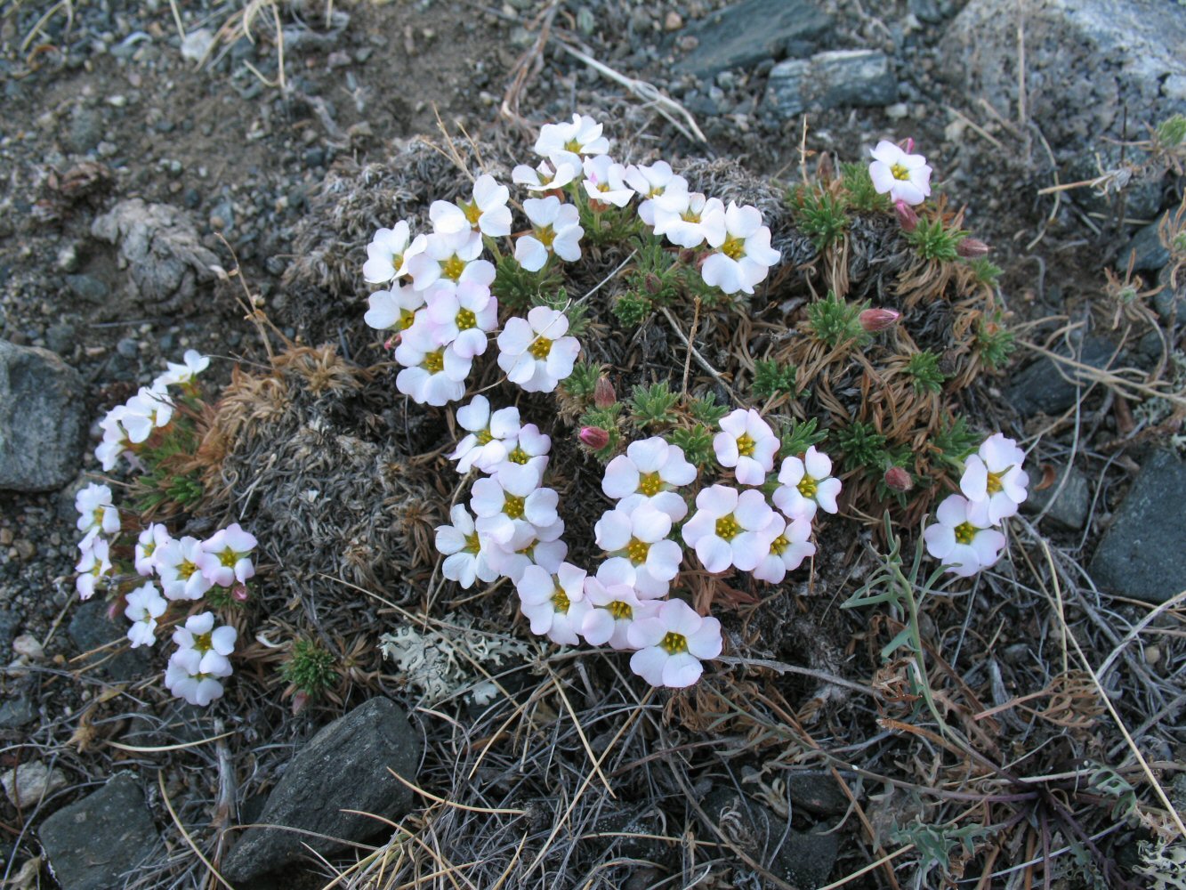 Image of Chamaerhodos altaica specimen.