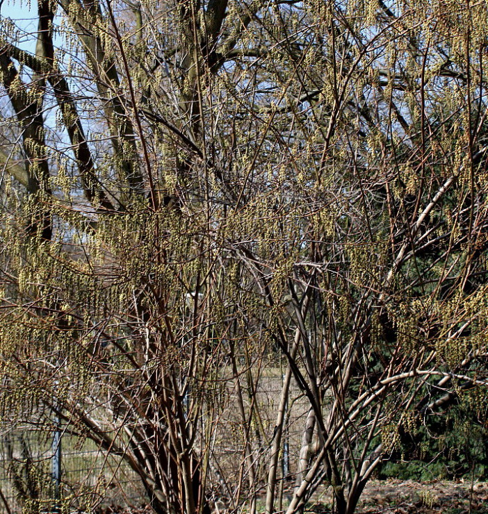 Изображение особи Stachyurus praecox.