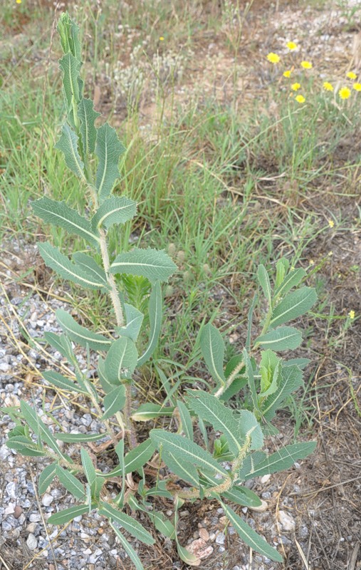 Image of Lactuca virosa specimen.