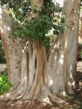 Ficus religiosa. Ствол и ветви старого дерева. Израиль, ботсад кибуца Эйн-Геди. 09.04.2006.