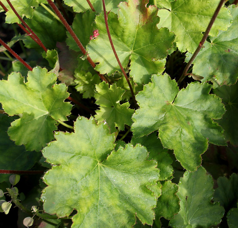 Image of Heuchera × brizoides specimen.