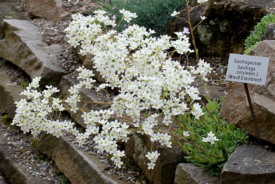 Изображение особи Saxifraga cotyledon.