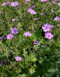 Geranium pyrenaicum. Верхушки побегов с соцветиями. Германия, г. Krefeld, Ботанический сад. 08.06.2013.