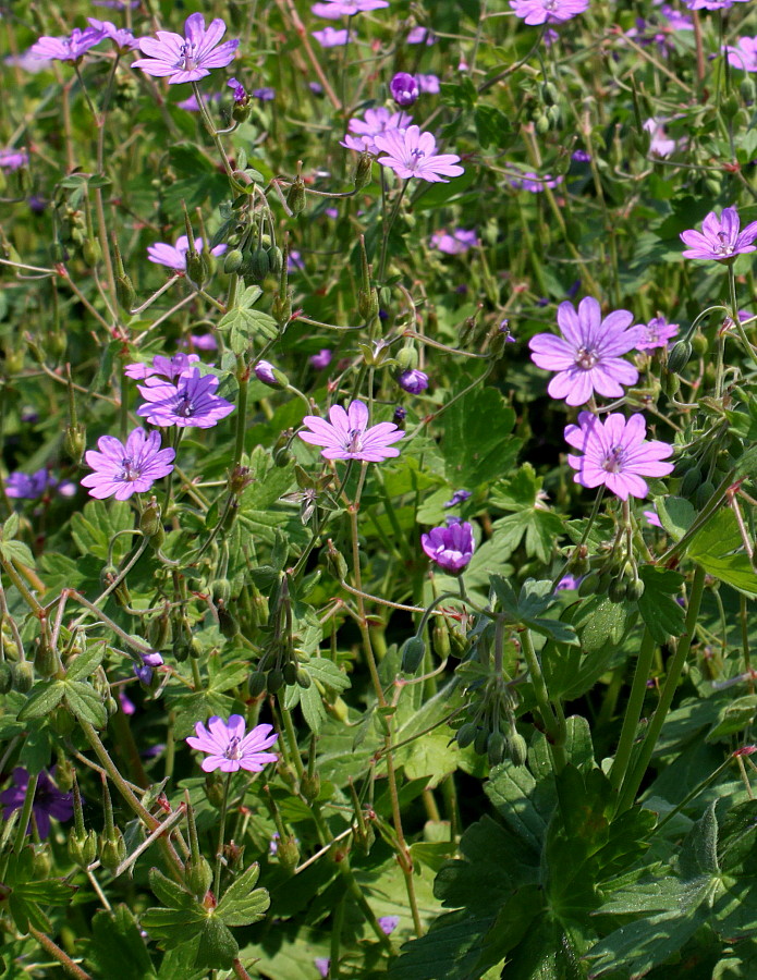 Изображение особи Geranium pyrenaicum.