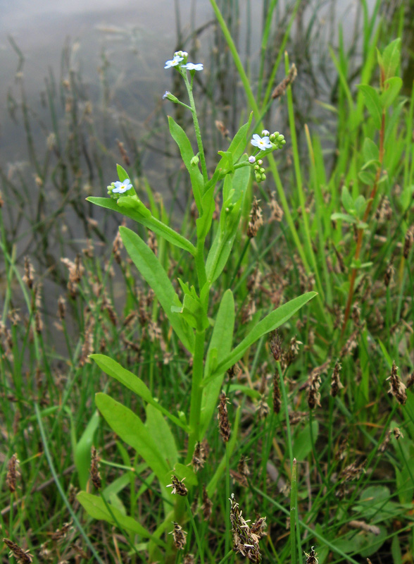 Изображение особи Myosotis palustris.