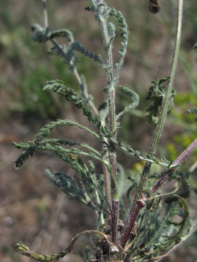 Image of Achillea taurica specimen.