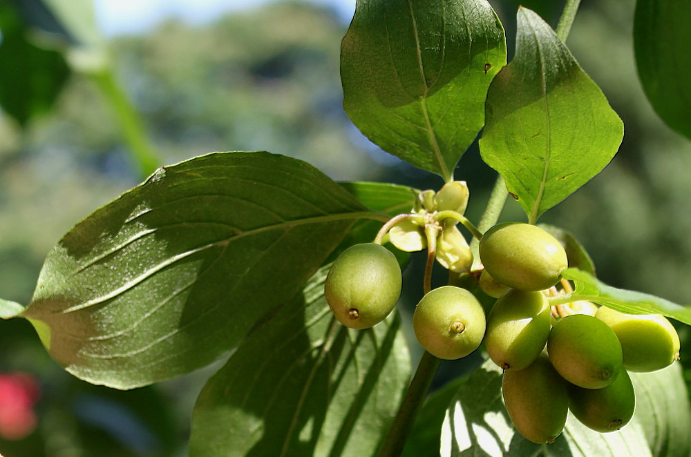 Изображение особи Cornus officinalis.