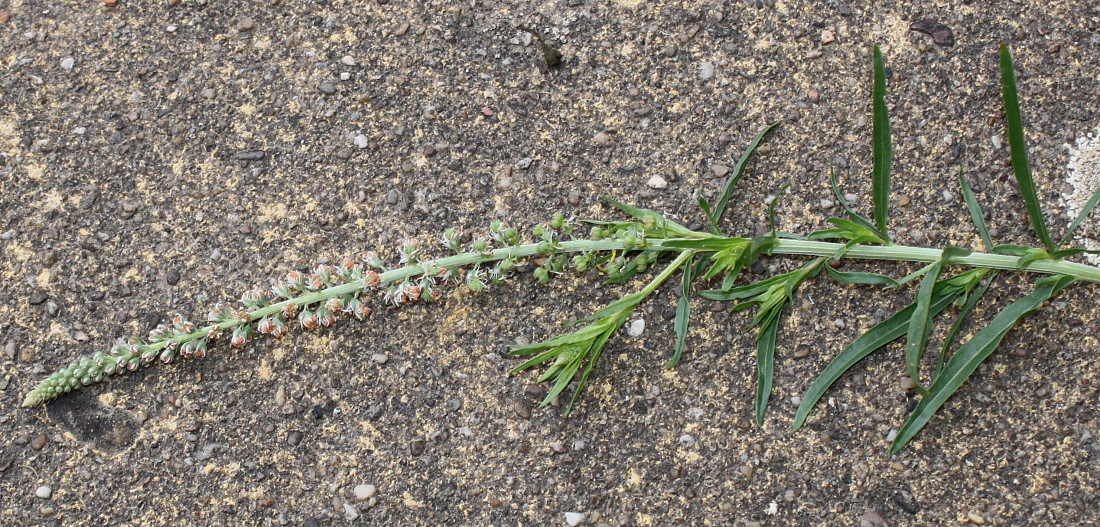 Image of Caylusea abyssinica specimen.