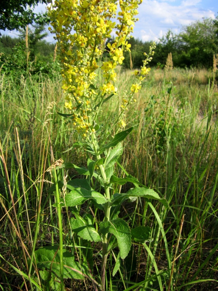 Image of Verbascum lychnitis specimen.