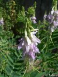 Galega officinalis