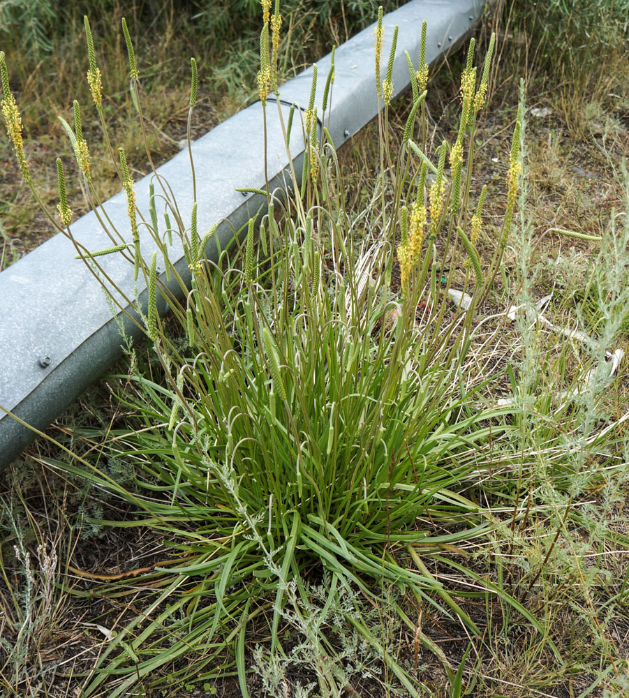 Изображение особи Plantago salsa.