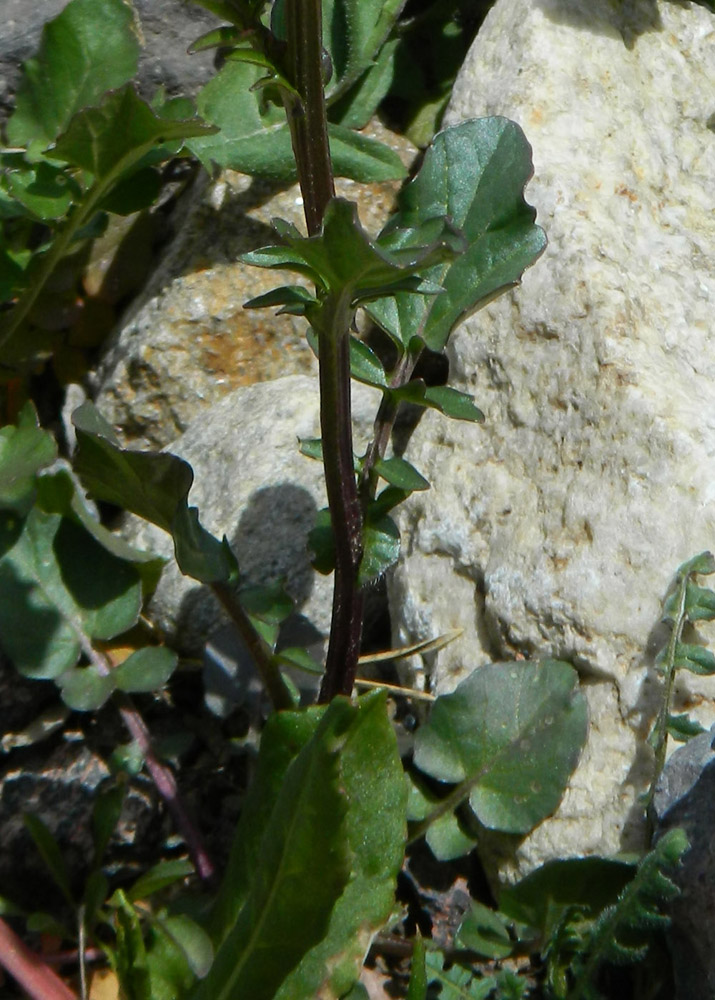 Image of Barbarea arcuata specimen.