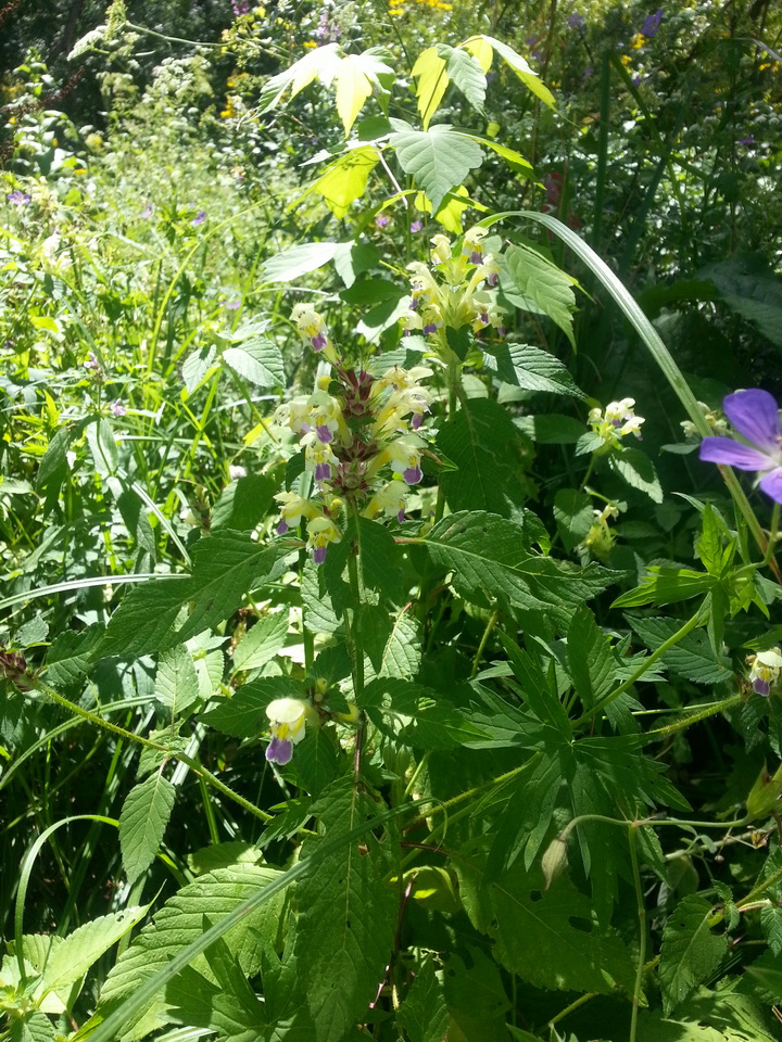 Изображение особи Galeopsis speciosa.