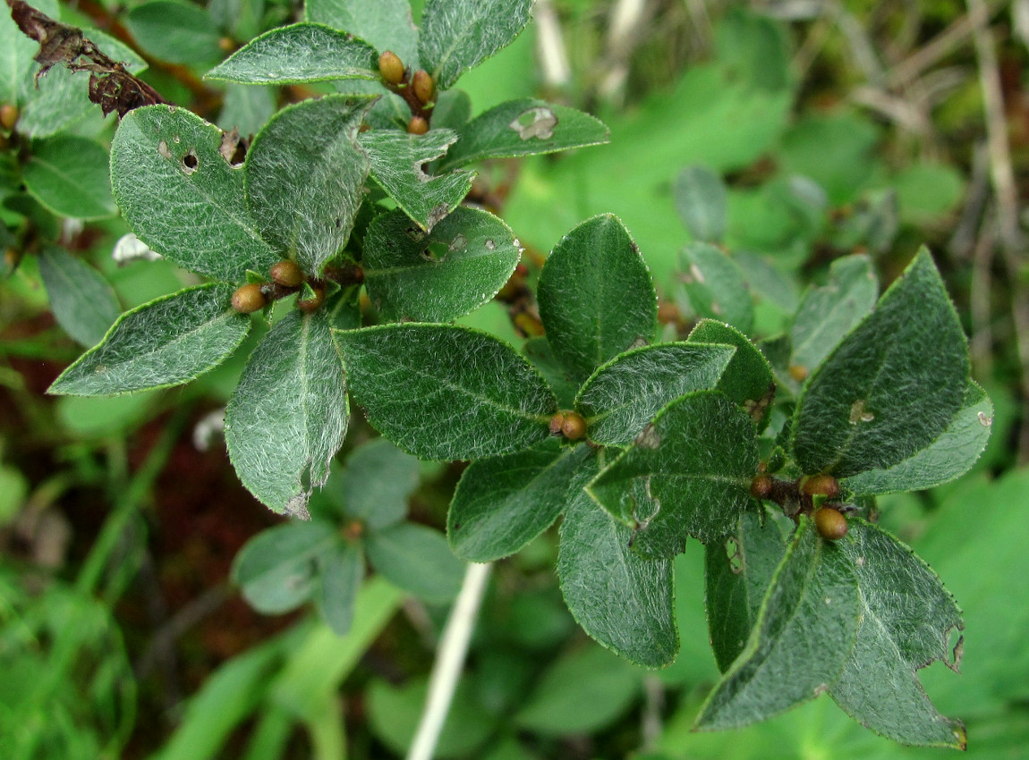 Image of Salix myrsinites specimen.