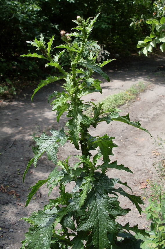 Image of Carduus crispus specimen.