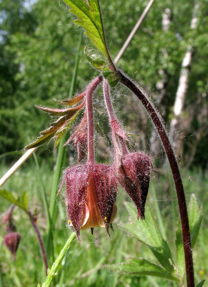 Изображение особи Geum rivale.