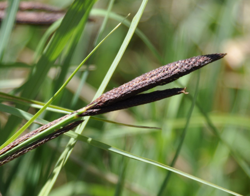 Изображение особи род Carex.