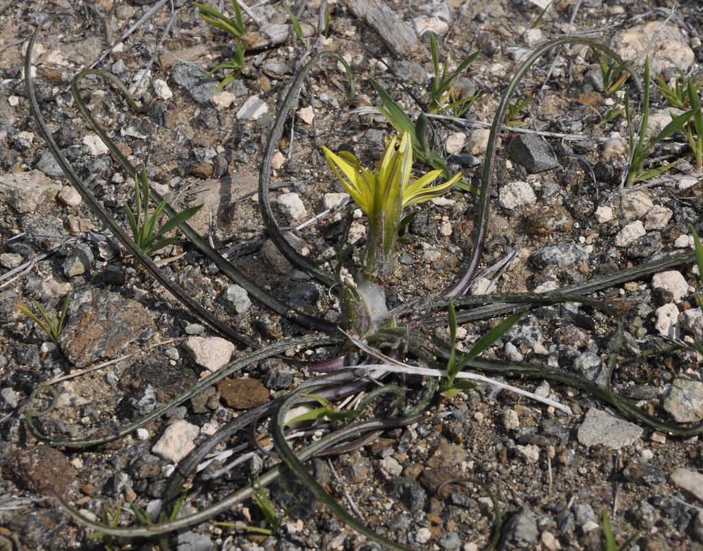 Image of genus Scorzonera specimen.