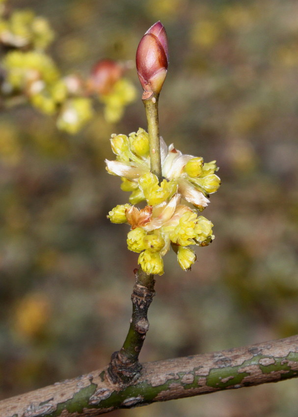 Image of Lindera obtusiloba specimen.