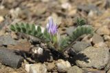 Astragalus sinaicus