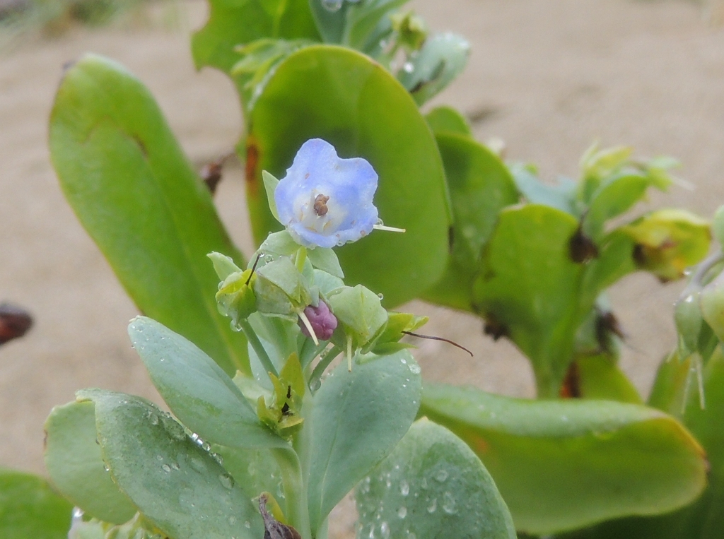 Изображение особи Mertensia maritima.