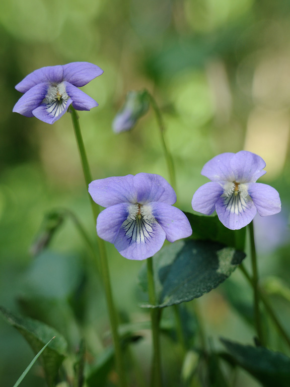 Image of genus Viola specimen.