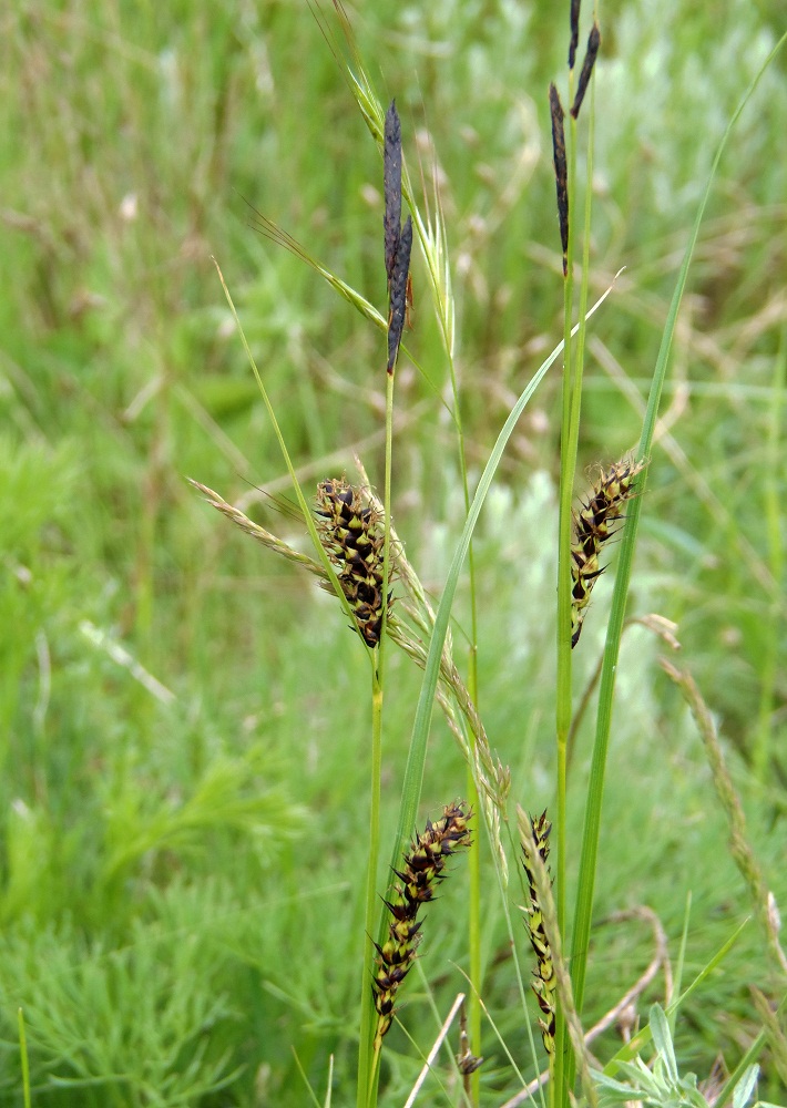 Изображение особи Carex melanostachya.