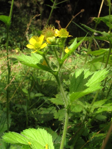 Изображение особи Geum macrophyllum.