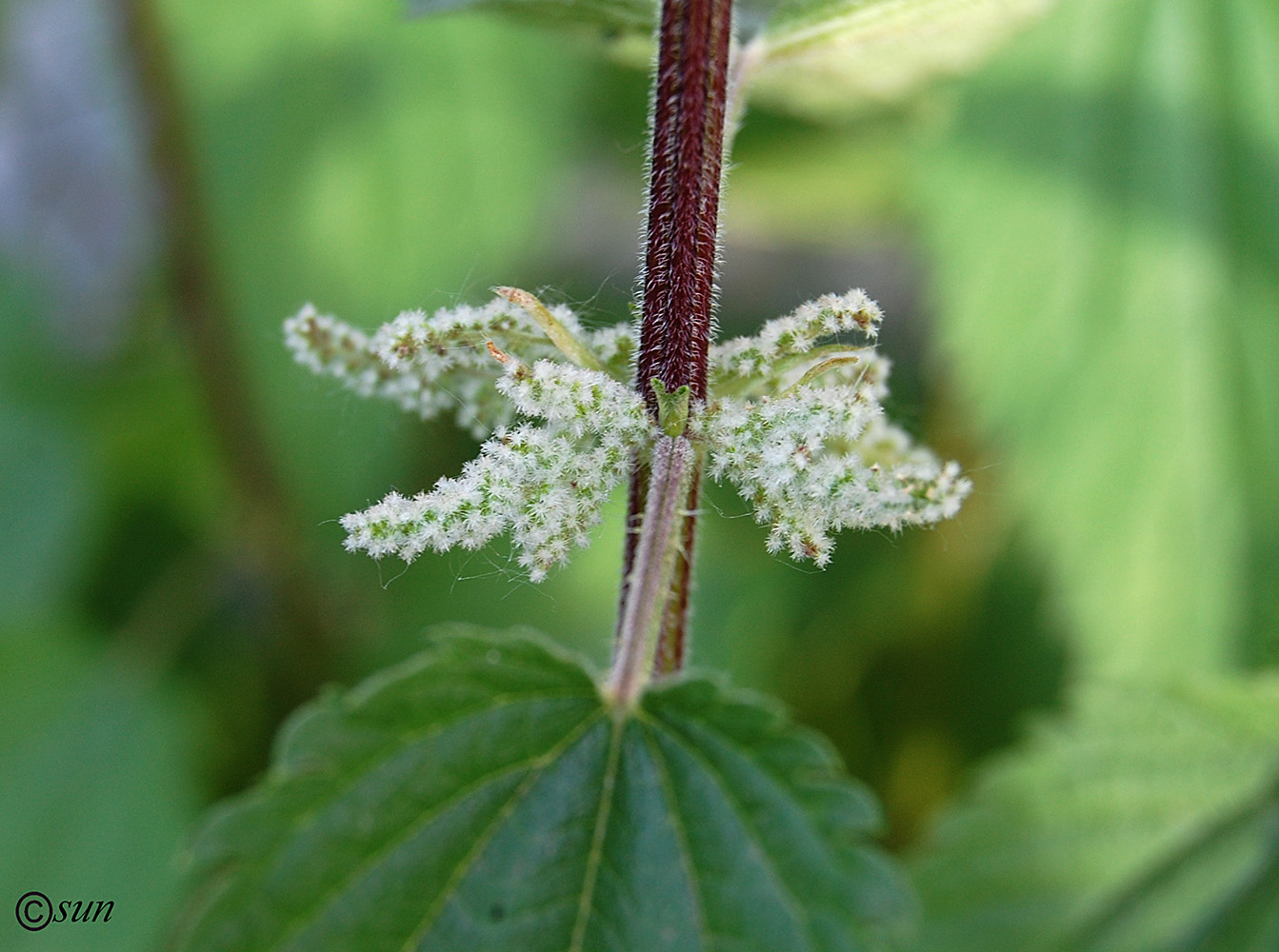 Image of Urtica dioica specimen.