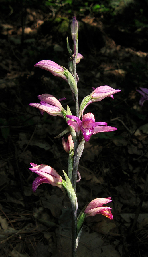 Image of Limodorum abortivum var. rubrum specimen.