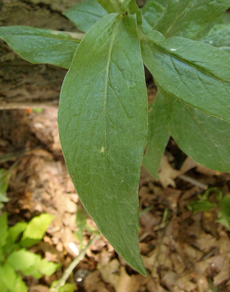 Image of Centaurea triumfettii specimen.