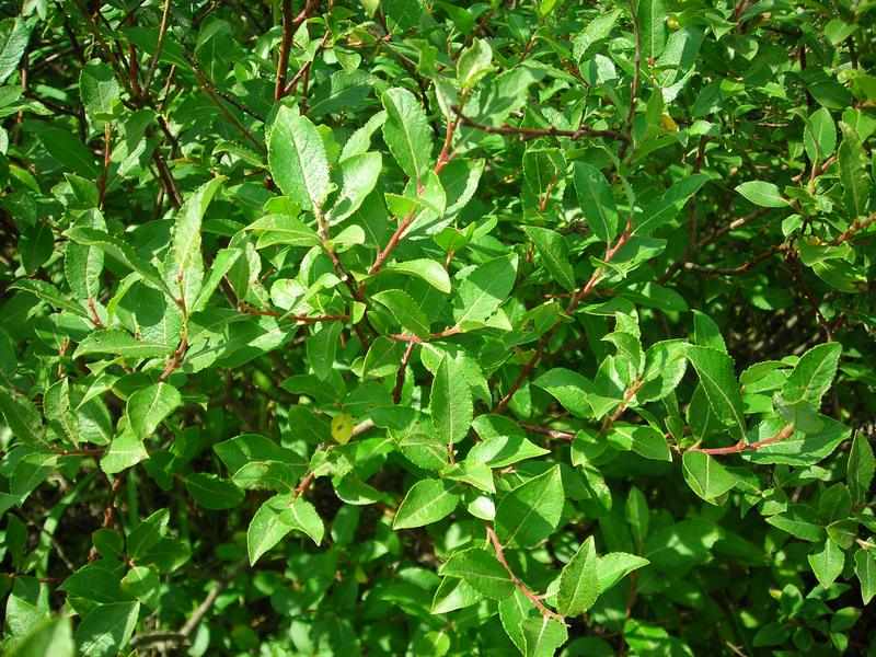 Image of Salix myrsinifolia specimen.