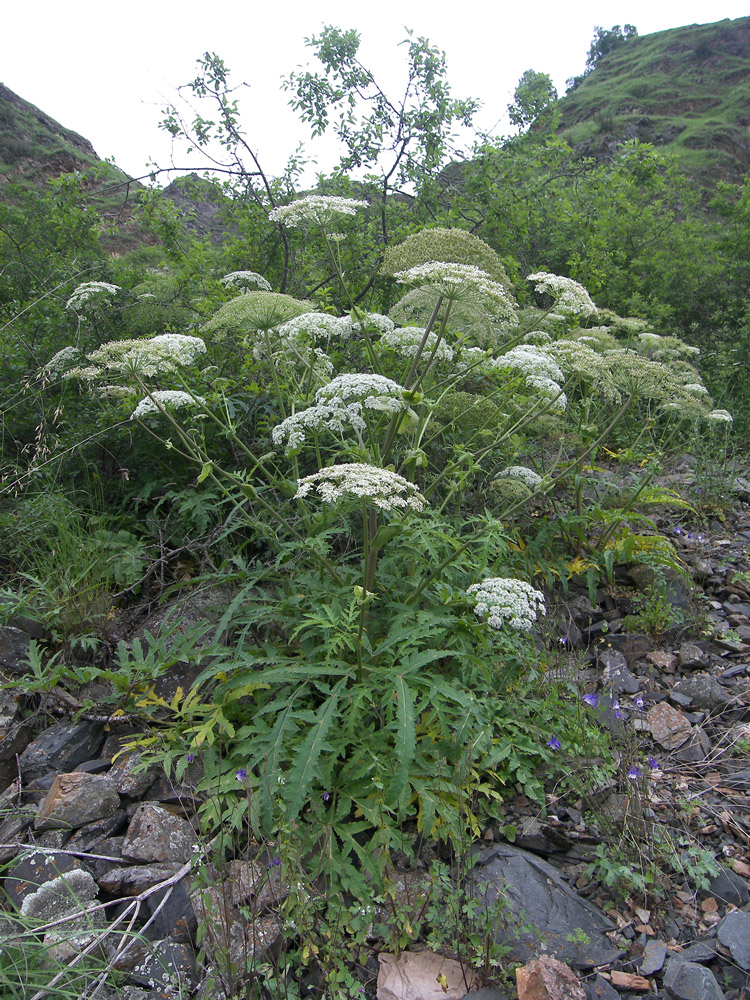 Image of genus Heracleum specimen.