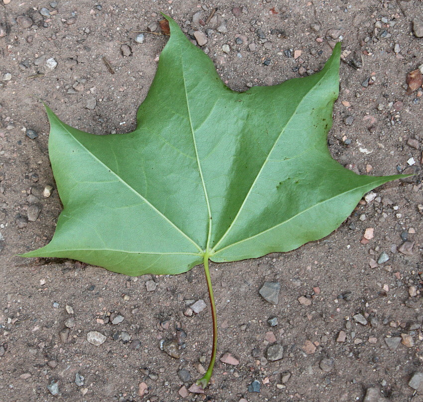 Image of Acer cappadocicum specimen.