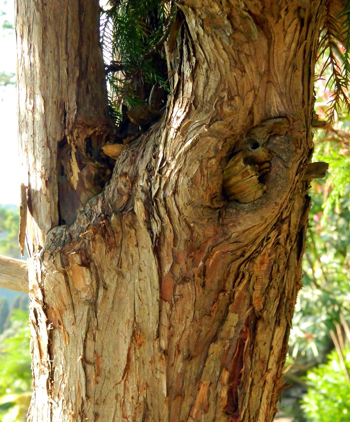 Image of Cryptomeria japonica specimen.